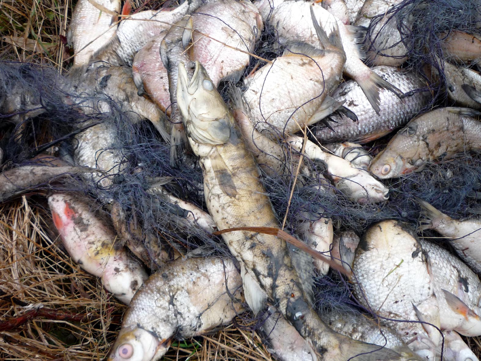 Wyniki pracy PSR woj. mazowieckiego w lutym 2026 r.