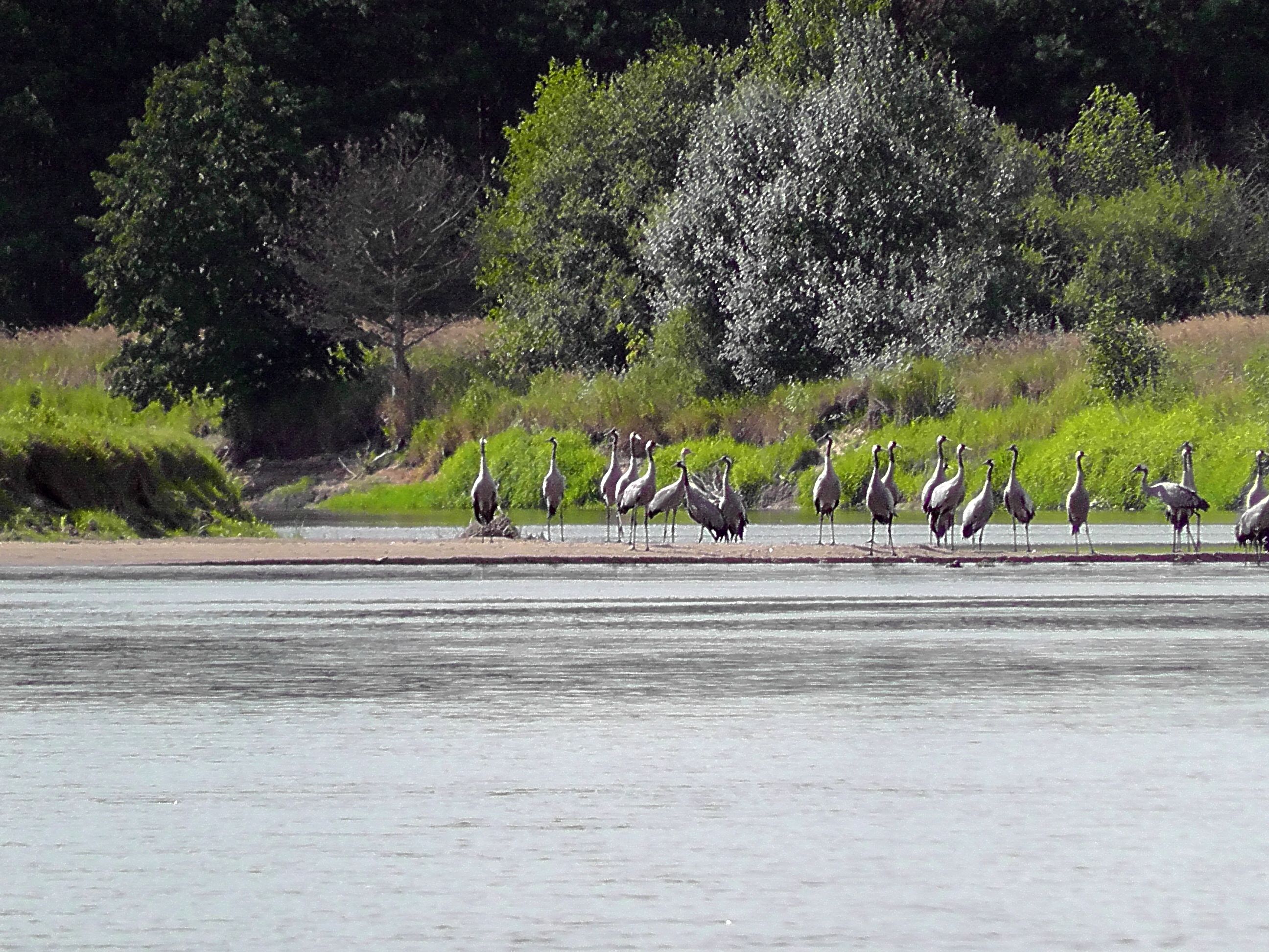Wyniki pracy PSR woj. mazowieckiego w sierpniu 2025 r.